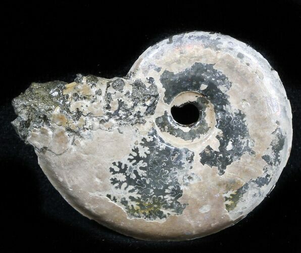 Iridescent Sublunduloceras Ammonite Fossil - Russia #34600